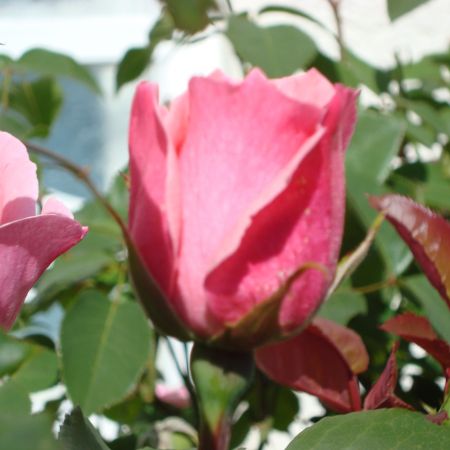 trandafir din gradina